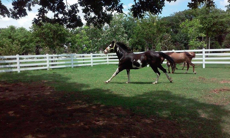Horses