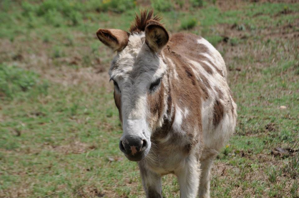 Henry HeeHaw